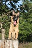 MALINOIS 019